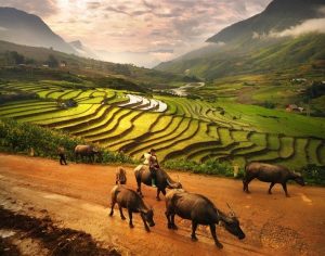 Bình dị cuộc sống thường ngày ở Mù Cang Chải