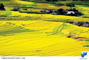 Cánh đồng Mường Than trải sắc vàng óng ánh