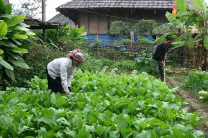 Những luống rau trong bản làng Mường Than