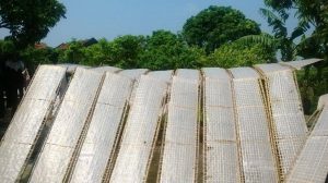 Mỹ Chũ được phơi trên các tâm phên tre, nứa