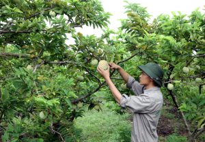 Na đặc sản huyện Lục Nam