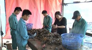 Vịnh Hạ Long là điểm nuôi cấy trai lớn nhất ở miền Bắc nước ta