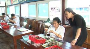 Những công nhân đang cấy nhân ngọc bào trai 