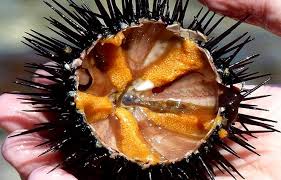Nhum biển Sa Huỳnh ngon, bổ dưỡng