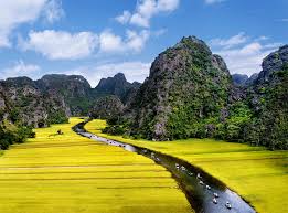 Cánh đồng lúa trải vàng ở khu di tích Tràng An