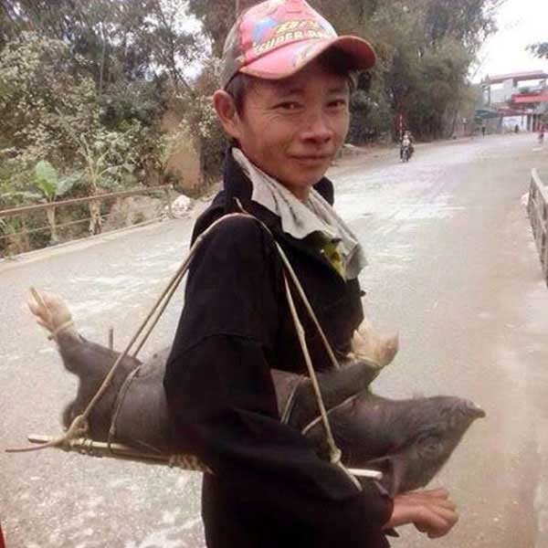 Lợn Cắp nách nhỏ, khi ăn sẽ ngon, thịt chắc hơn bởi nó tự phát triển trong tự nhiên
