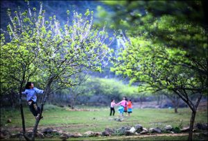 Pú Đao đẹp tinh khôi ngày xuân về