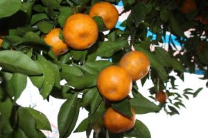 Quýt Trà Lĩnh có vị ngọt, thơm đặc trưng không nơi nào có được