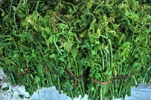 Rau dớn giống cây dương xỉ, xào tỏi ăn là ngon nhất