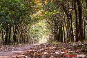 Rừng cao su Bù Đăng mùa lá đổ