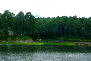 Rừng thông bản Áng đang là điểm đến hấp dẫn ở Mộc Châu