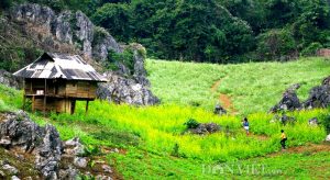 Thưởng ngoạn cánh đồng hoa cải ở rừng thông bản Áng