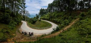 Con đường trong rừng thông như một dải lự trắng