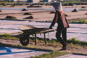 Những diêm dân chở những xe muối về kho sau ngày làm việc mệt nhọc