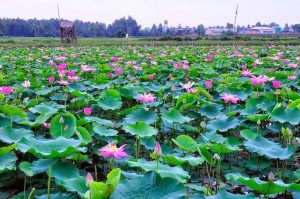 Link Mobile Đăng Ký Tải App Jun88.com 2026 đồng tháp
