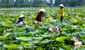 Đồng Tháp mùa sen