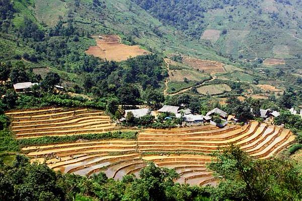 Cánh đồng lúa ở Sin Súi Hồ