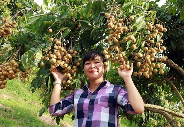 Nhã Sông Mã trở thành thương hiệu, mang lại giá trị kinh tế cao
