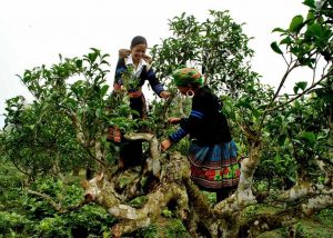 Di lịch yên bái Những thiếu nữ Mông đang thu hoạch chè Giàng