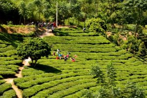 Suối Giàng là nơi sinh sống của người Mông với nhiều phong tục tập quán đẹp