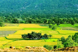 Cánh đồng lúa Tà Cạ trải vàng thích mắt