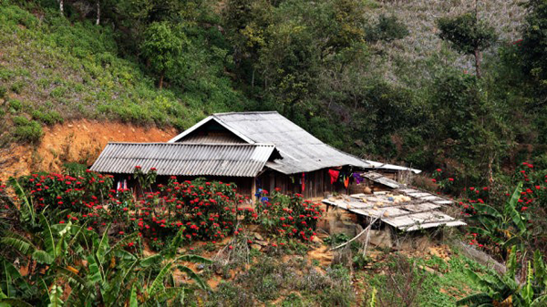 Những ngôi nhà nằm bên núi có ngạp tràn hoa trạng nguyên nở