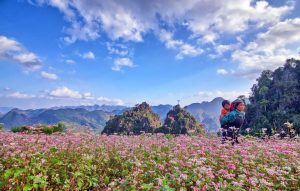 Cánh đồng đầy sắc tím hồng mỗi độ tháng 10