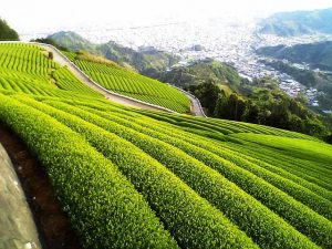 Những đồi chè như tác phẩm nghệ thuật ở Mộc Châu