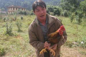 Gà chín cựa ở VQG Xuân Sơn