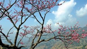 Xuân về trên Tây Côn Lĩnh