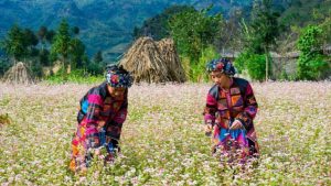 Rộn ràng mùa hoa tam giác mạch Hà Giang