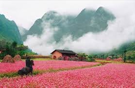 Thị trấn mùa hoa tam giác mạch nở