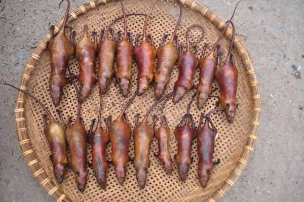 Chuột chuẩn bị được chế biến thành những món ăn hấp dẫn