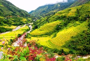 Ngất ngay cảnh sắc thung lũng Mường Hoa vào mùa gặt