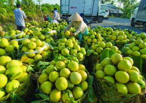 Hoa quả bạt gàn ở Vĩnh Long