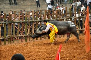 Một câu trâu hiếu chiến trong lễ hội