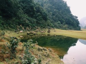Nơi đay có một bãi cỏ rộng bao la, hãy tưởng tưởng rằng bạn nằm giữa cánh đồng, nhắm mắt hít làm không khí trong lành, mát mẻ, mơ màng về những áng mấy trôi bồng bềnh trên bầu trời xanh,tuyệt vời vô cùng.Đồng cỏ cũng là điểm lý tưởng cho những đàn trâu, bò nhởn nhơ gặm cỏ