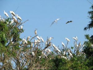 Thú vị những đàn cò ở làng cò Bằng Lăng
