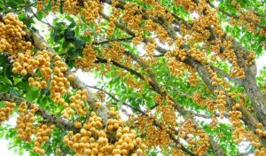 di lịch cà mau