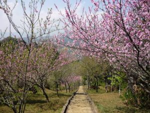 Vườn đào Phai nở rộ vào mùa xuân