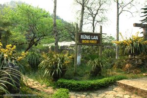 Vườn lan trên núi Hàm Rồng