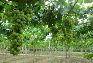 Đến vườn nho thưởng thức những quả nho tươi ngon, mọng nước