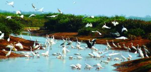 Vườn quốc gia Xuân Thủy- khu sinh quyển Ramsar đầu tiên của nước ta