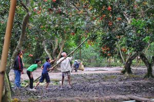 Mênh mông vườn cây trái Long Khánh